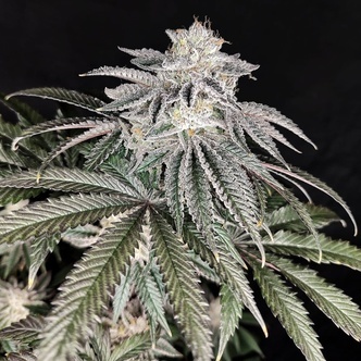 Cherry Melt (Pure Instinto) feminizowane