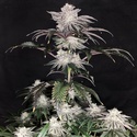 Cherry Melt (Pure Instinto) feminizowane