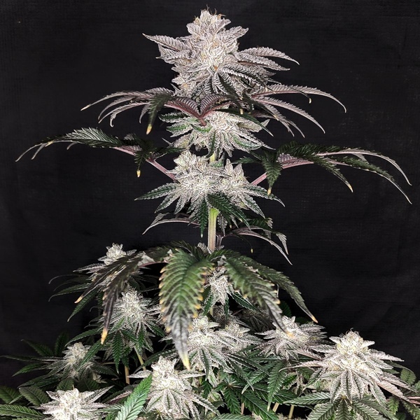 Cherry Melt (Pure Instinto) feminizowane
