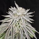 Yuzu Grape Kush (Pure Instinto) Feminizowane