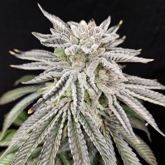 Yuzu Grape Kush (Pure Instinto) Feminizowane