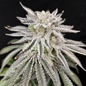 Yuzu Grape Kush (Pure Instinto) Feminizowane