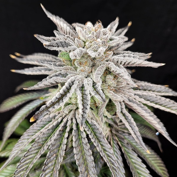Yuzu Grape Kush (Pure Instinto) Feminizowane
