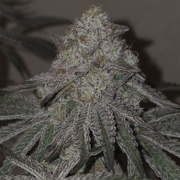 Kushido (Pure Instinto) Feminized