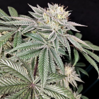 Golden Truffle (Pure Instinto) feminizowane