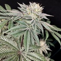 Golden Truffle (Pure Instinto) feminizowane