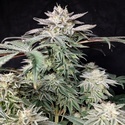 Golden Truffle (Pure Instinto) Feminizowane