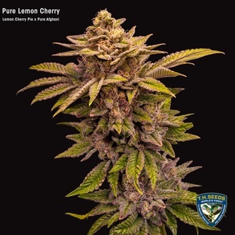 Pure Lemon Cherry (T.H.Seeds) feminizowane