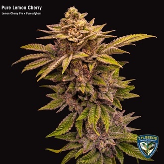 Pure Lemon Cherry (T.H. Seeds) feminizowane