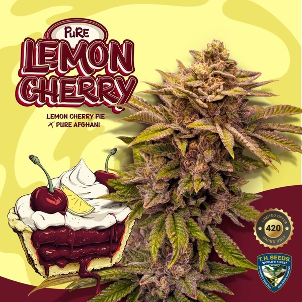 Pure Lemon Cherry (T.H.Seeds) Feminizowane