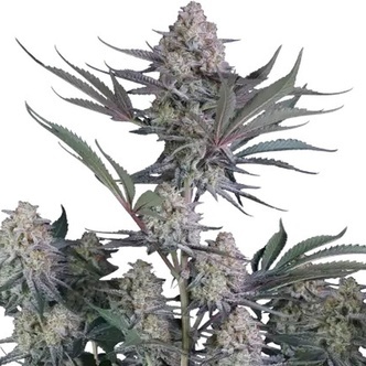 Lemon Tree Auto (FastBuds) feminizowane