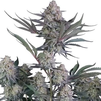 Lemon Tree Auto (Fast Buds) feminizowane