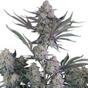 Lemon Tree Auto (Fast Buds) feminizowane