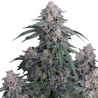 GMO Auto (Fast Buds) Feminizowane