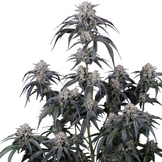 Mango Frost Auto (FastBuds) feminizowane