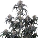 Mango Frost Auto (Fast Buds) Feminizowane