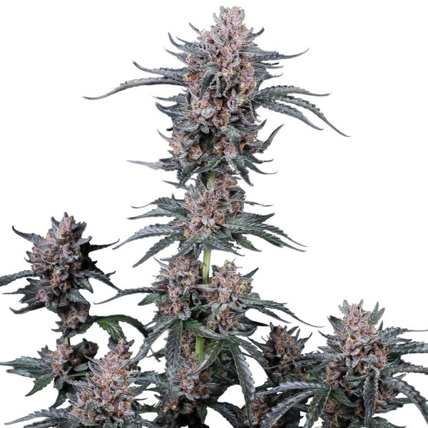 Mango Cherry Runtz Auto (Fast Buds) feminizowane