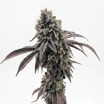 Garlic Mint Sherbet (Fast Buds) feminizowane