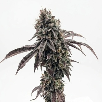 Garlic Mint Sherbet (Fast Buds) feminizowane