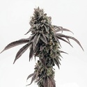 Garlic Mint Sherbet (Fast Buds) feminizowane