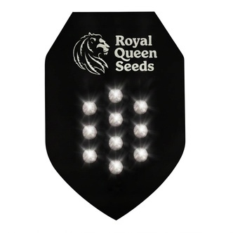 Nasiono Niespodzianka Automat 10 (Royal Queen Seeds)