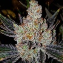 10th Planet R1 (Ethos Genetics) Feminizowane