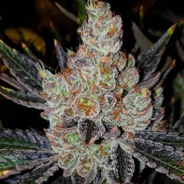 10th Planet R1 (Ethos Genetics) Feminizowane