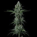 Grandpa's Stash R2 (Ethos Genetics) Feminizowane