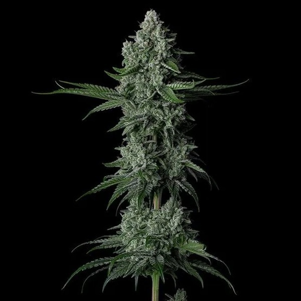 Grandpa's Stash R2 (Ethos Genetics) Feminizowane