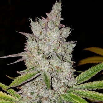 Lilac Diesel Auto RBX2 (Ethos Genetics) Feminizowane