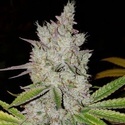 Lilac Diesel Auto RBX2 (Ethos Genetics) Feminizowane