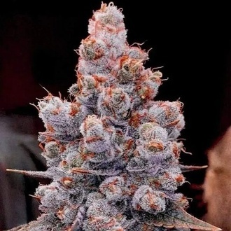 Banana Jealousy Auto RF3 (Ethos Genetics) Feminizowane