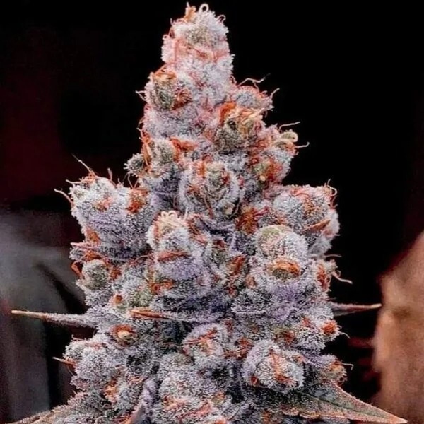 Banana Jealousy Auto RF3 (Ethos Genetics) Feminizowane