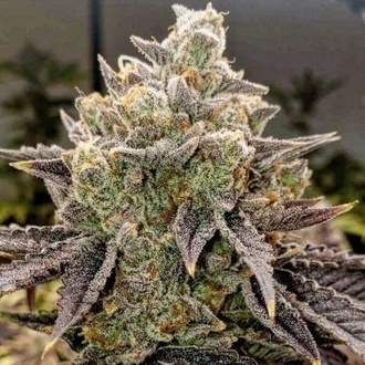 Bubble Gummy Auto (Ethos Genetics) Feminizowane