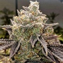 Bubble Gummy Auto (Ethos Genetics) Feminizowane