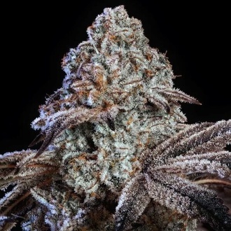 Psy-op R1 (Ethos Genetics) Feminizowane