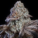 Psy-op R1 (Ethos Genetics) Feminizowane