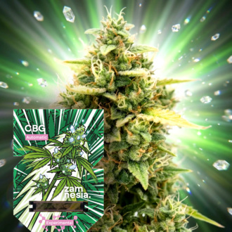 CBG Auto (Zamnesia Seeds) feminizowane
