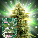 CBG Auto (Zamnesia Seeds) feminizowane