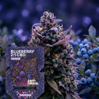 Blueberry CBD 2:1 (Zamnesia Seeds) feminizowane