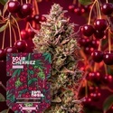Sour Cherriez (Zamnesia Seeds) Feminizowane