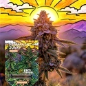Permanent Junky (Zamnesia Seeds) Feminizowane