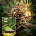 Toad Piss (Zamnesia Seeds) feminizowane