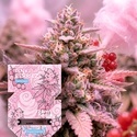 Pink Berriez (Zamnesia Seeds) feminizowane