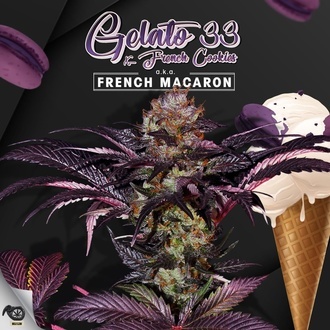 French Macaron (T.H.Seeds) Feminizowane