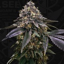 French Macaron (T.H.Seeds) Feminizowane