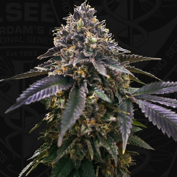 French Macaron (T.H.Seeds) Feminizowane