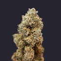 French Macaron (T.H.Seeds) Feminizowane
