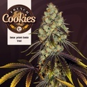 French Cookies (TH Seeds) Feminizowane