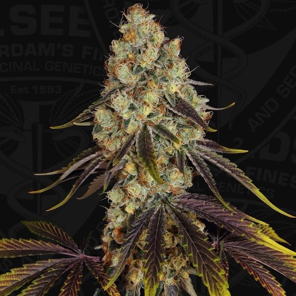 French Cookies (TH Seeds) Feminizowane